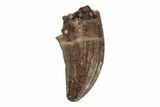 Serrated, Theropod Dinosaur Tooth - Hell Creek Formation #204210-1